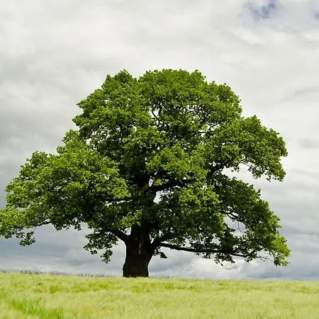 Sonneneck - Im Naturpark 3* 브로이나